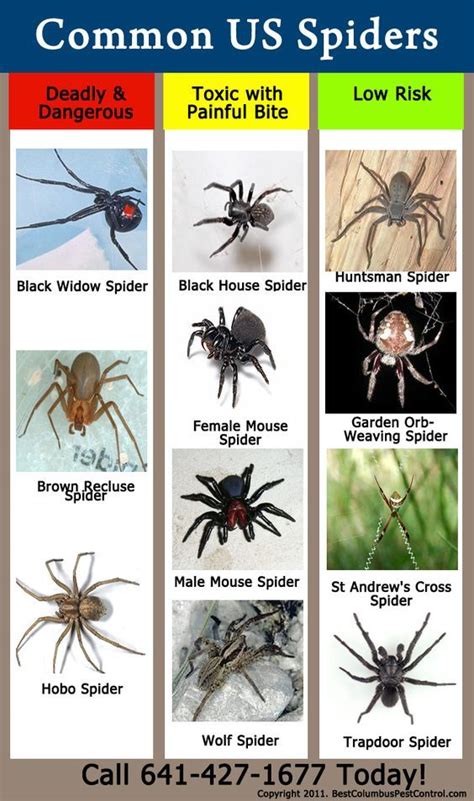 Usa Common Spider Identification Chart Good To Know Spider Identification Spider