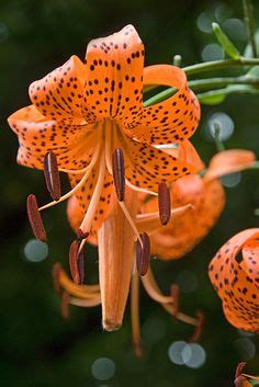 Lilies are one of the most popular flowers for floral arrangements because of their large showy. 1000+ images about Tiger Lilies on Pinterest | Tiger ...
