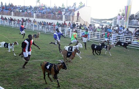 Buccoo Goat And Crab Race Festival Tobago House Of Assembly