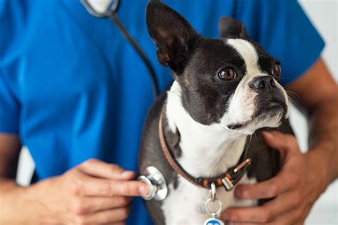 The 12 Best Pet Insurance Companies For 2024 Free Buyers Guide