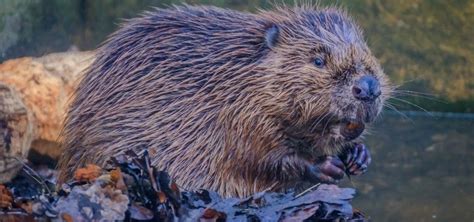 Paving The Way For Reintroducing Beavers Into England New Report Media Centre Loughborough