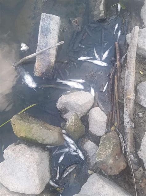 Warszawa Niepokojące zjawisko na brzegu Wisły Tysiące śniętych ryb