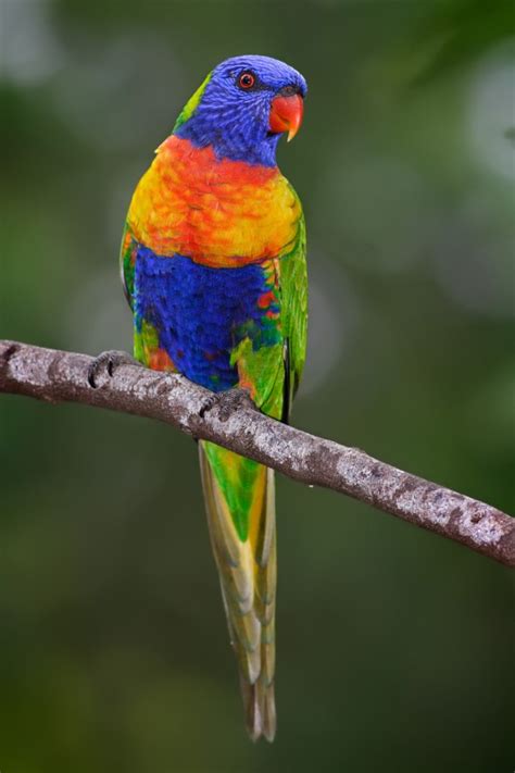 12 Most Amazing Exotic Birds Exotic Birds Weird Birds Oddee