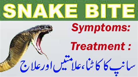 Snake Bite Symptoms And Treatment And First Aid Youtube