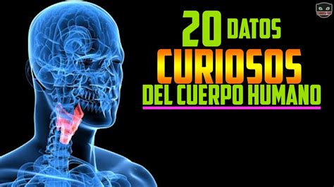 Top 20 Sabias Que Del Cuerpo Humano Datos Curiosos Curiositop