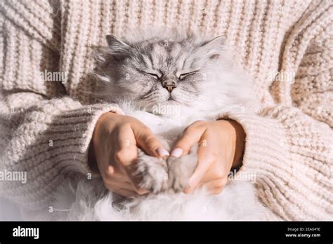Cute Fluffy Relaxed Cat Sleeping In The Arms Love Cats And Humans Cat