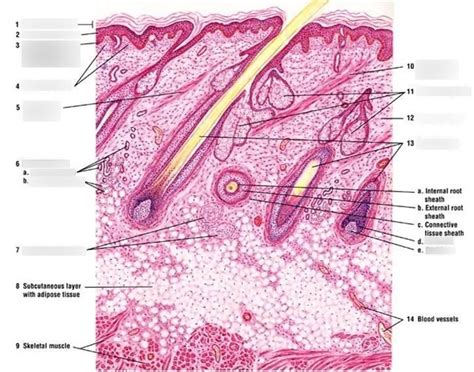 Hair Follicle Skin Layers Diagram Quizlet