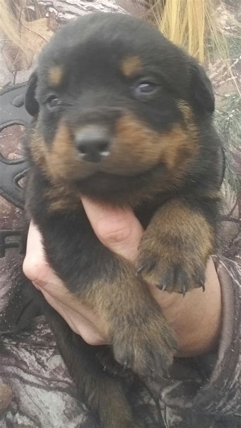 Animal services 244 georgetown road jacksonville, nc 28540 phone: Rottweiler Puppies For Sale | Jacksonville, NC #185055