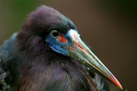 African Bird Colorful Beak Stock Photo Image Of Long Bird 2321528
