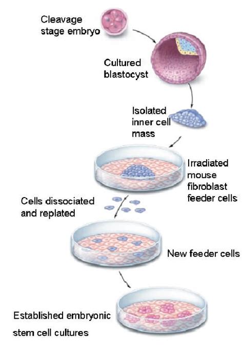 Stem Cells Definition Properties Types Uses Challenges 2022