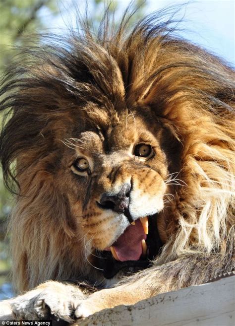 Lion Shows Off Inner Diva As It Roars Like Beyonce