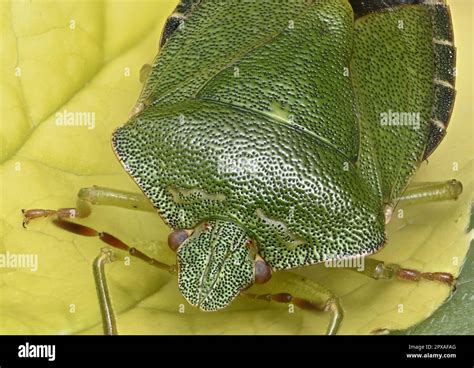 Common Green Shield Bug Green Stink Bug Palomena Prasina Stock Photo