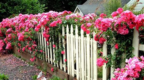 Englishrosegarden Rose Fence English Cottage Fence Garden Rose