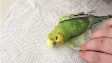 My Parakeet Died Youtube