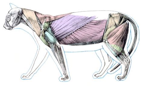 Health diagram bone skeleton leg knee science anchor chart human human body. The Cat's Muscular System