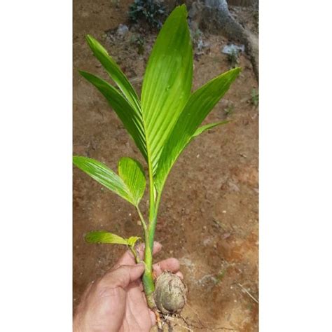Pokok pinang 2 3d model. ANAK BENIH POKOK PINANG / PINANG MAKAN | Shopee Malaysia