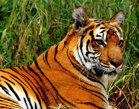 Success Story Indias Endangered Tiger Population Is Up 58 Since 2006