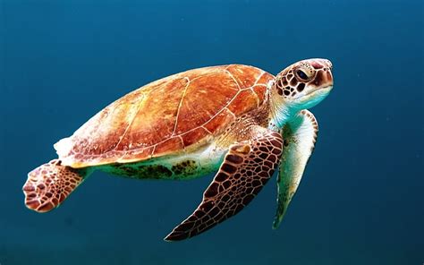 Free Photo Turtle Tortoise Swim Sea Turtle Creature Ocean Ocean