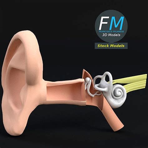 Anatomy Human Ear 3d Model