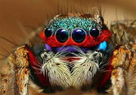 23 Colorful Wallpaper Jumping Spider Free