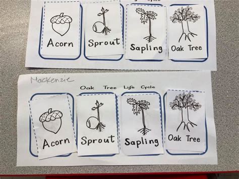 Oak Tree Science Activities For Preschool