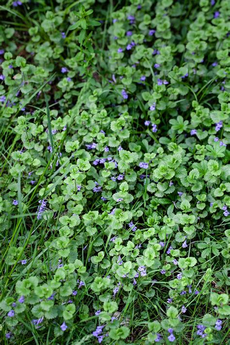 Maybe you would like to learn more about one of these? Le lierre terrestre | Lierre terrestre, Lierre, Fleur de ...