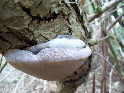 Tree Fungi Id Mushroom Hunting And Identification Shroomery Message
