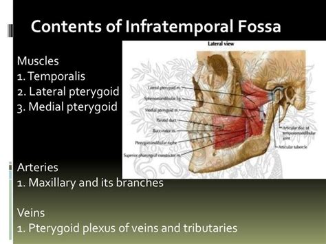 Infratemporal Fossa Torres Fossa Anatomy Plexus Products
