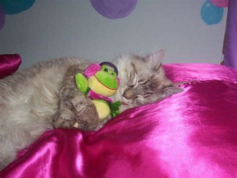 Cats With Stuffed Animals Barnorama