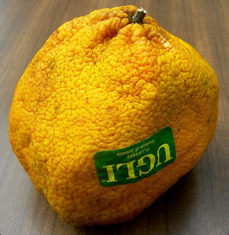 Ugli fruit is a crossbred fruit found in a tropical climate, and it's an incredible source of vitamin c, fiber and other nutrients, such as pectin and coumarin. justcooking.in - Food Dictionary - Fruits - Ugli Fruit