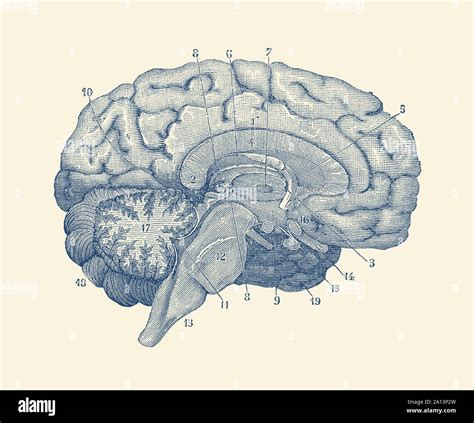 Anatomia Vintage Print Mostra Un Diagramma Del Cervello Umano Foto
