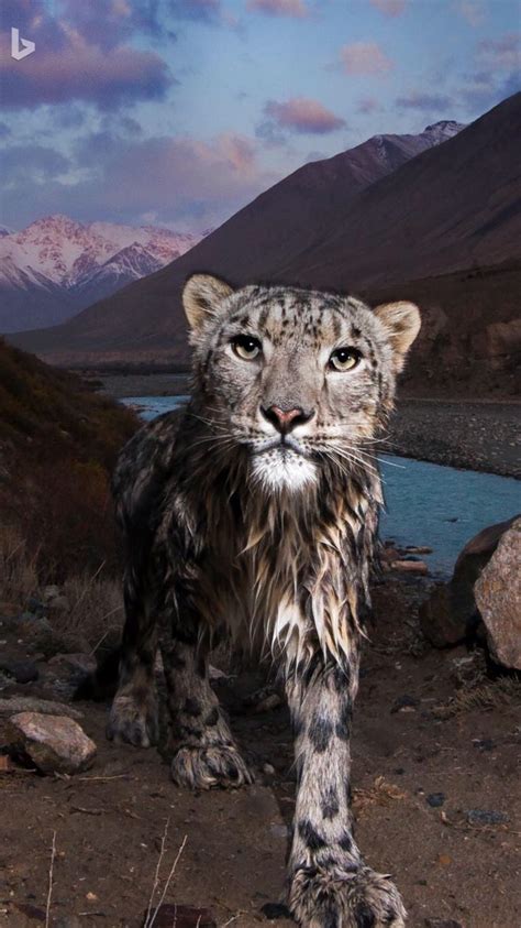 Snow Leopard In Kyrgyzstans Tian Shan Hello Kitty This Elusive