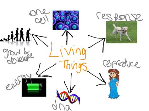 6 Characteristics Of Living Things