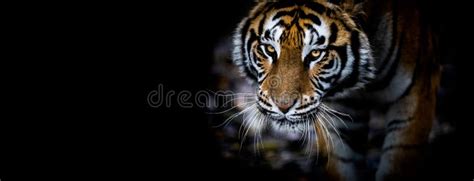 Tiger With A Black Background Stock Photo Image Of Portrait Print