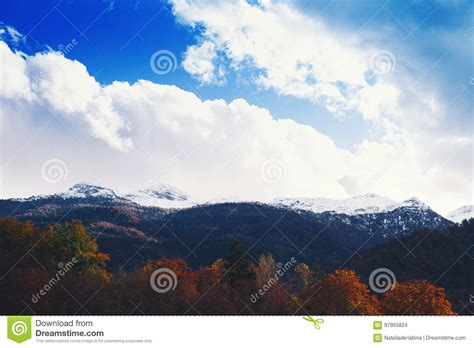 Snowy Alps And Autumn Forest On Sunrise Stock Photo