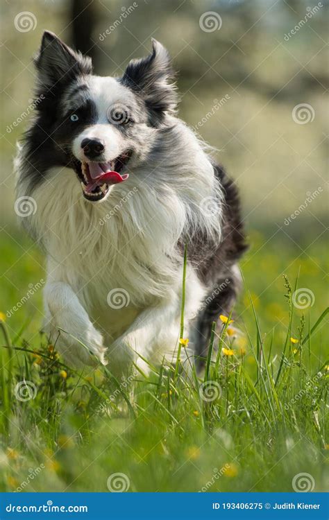 Border Collie Dog In A Spring Meadow Stock Image Image Of Shepherd