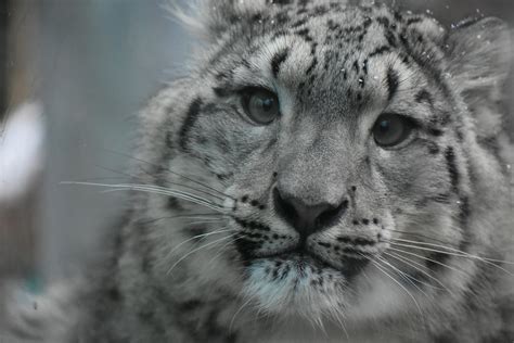 Baby Snow Leopard At Seneca Park Zoo Oc Raww