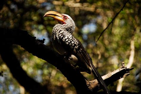 Premium Photo Hornbill Bird In Kruger South Africa