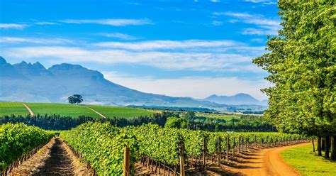 Stellenbosch Wine Country: Tastings and Scenic Beauty 4