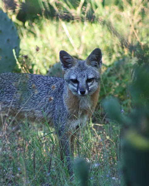 Urocyon Cinereoargenteus Gray Fox Cooks Slough Nature Pa Flickr