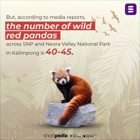 Red Pandas In India Are Being Trafficked Into Extinction