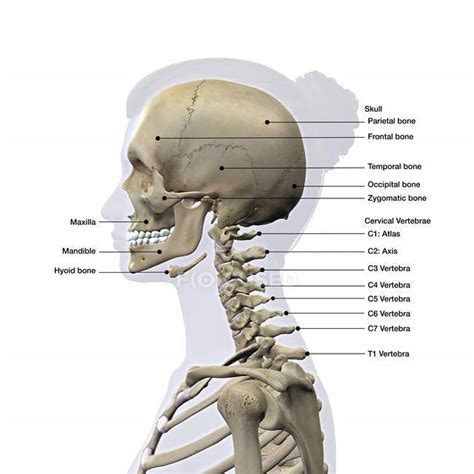 The shoulder and arm bones can be broken or dislocated by traumatic injuries. Lateral view of a female skull and cervical spine on white background with labels — illustration ...