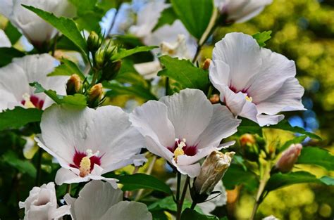 Trotz seiner herkunft kommt der zierstrauch gut mit den hiesigen. Hibiskus pflanzen: Standort, Zeitpunkt & Vorgehen - Plantura