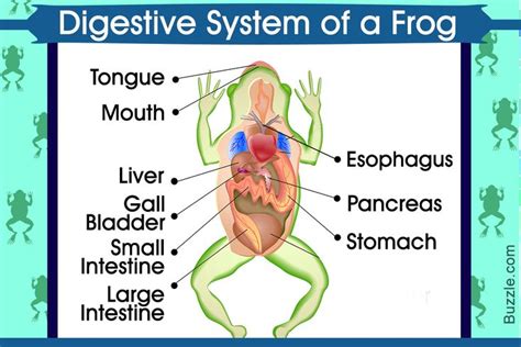 Digestive System Of A Frog With A Labeled Diagram Digestive System