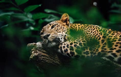 Wallpaper Jaguar Jaguar Face Predator South America Big Cat Big