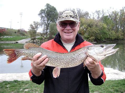 Angler reels in 31-inch northern pike from shore on Seneca River - syracuse.com