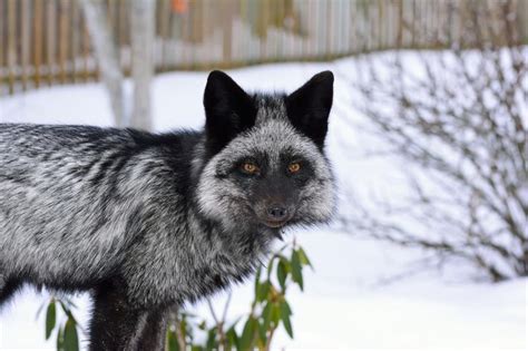 The Most Beautiful Species Of Foxes In The World Wild
