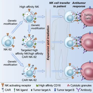 The Emerging Role Of Off The Shelf Engineered Natural Killer Cells In Targeted Cancer