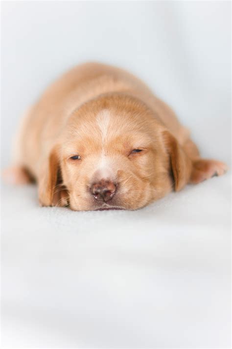 Puppy Free Stock Photo Public Domain Pictures