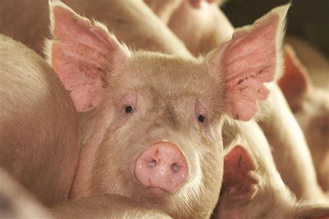 Live Cell Pig Skin Successfully Used To Treat Human Burn Wound